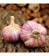 Sadbový česnek Havran - Allium sativum - paličák - 1 balení