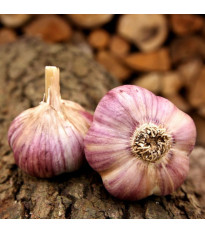 Sadbový česnek Havran - Allium sativum - paličák - 1 balení