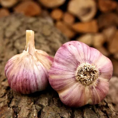 Sadbový česnek Havran - Allium sativum - paličák - 1 balení