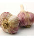 Sadbový česnek Havran - Allium sativum - paličák - 1 balení