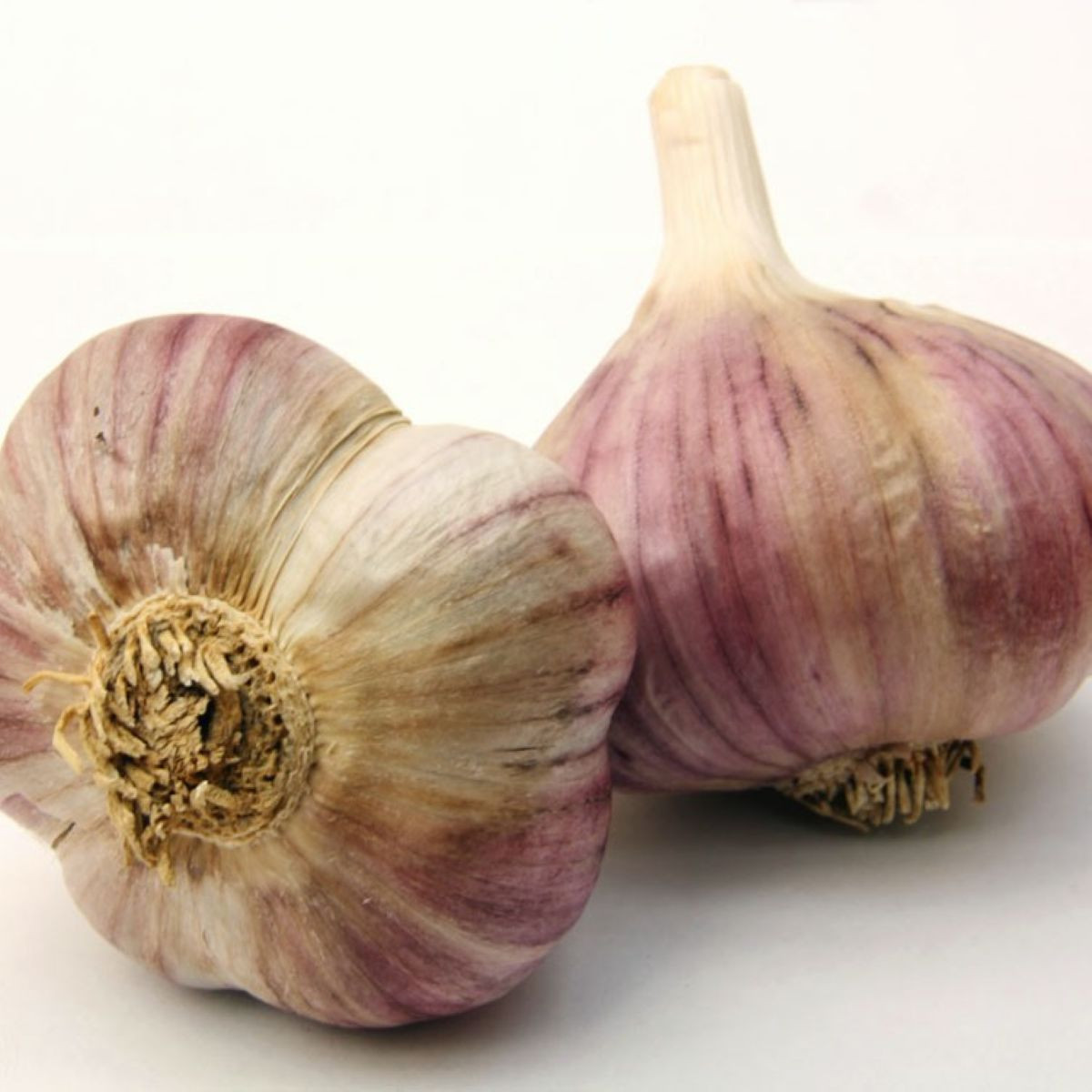 Sadbový česnek Havran - Allium sativum - paličák - 1 balení