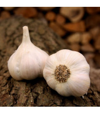 Sadbový česnek Lukan - Allium sativum - nepaličák - cibule česneku - 1 balení