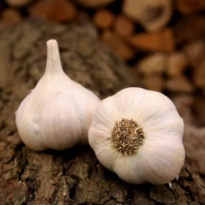 Sadbový česnek Lukan - Allium sativum - nepaličák - cibule česneku - 1 balení