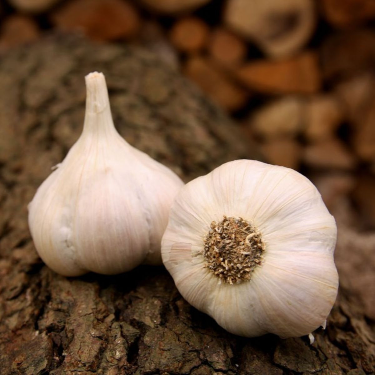 Sadbový česnek Lukan - Allium sativum - nepaličák - cibule česneku - 1 balení