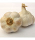 Sadbový česnek Lukan - Allium sativum - nepaličák - cibule česneku - 1 balení