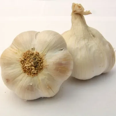 Sadbový česnek Lukan - Allium sativum - nepaličák - cibule česneku - 1 balení
