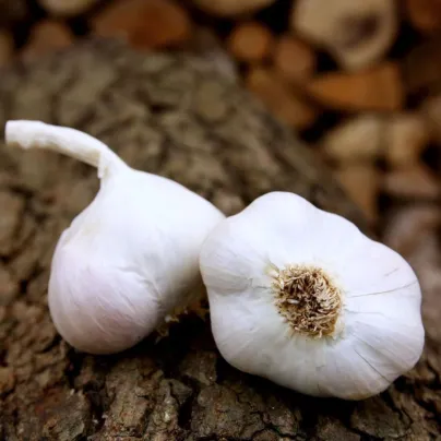 Sadbový česnek Japo II - Allium sativum - nepaličák - cibule česneku - 1 balení