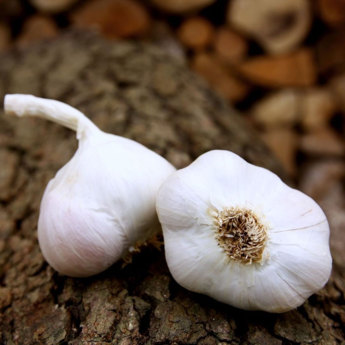 Sadbový česnek Japo II - Allium sativum - nepaličák - cibule česneku - 1 balení
