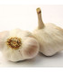 Sadbový česnek Japo II - Allium sativum - nepaličák - cibule česneku - 1 balení