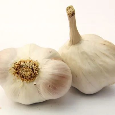 Sadbový česnek Japo II - Allium sativum - nepaličák - cibule česneku - 1 balení