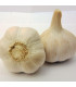 Sadbový česnek Havel - Allium sativum - paličák - 1 balení