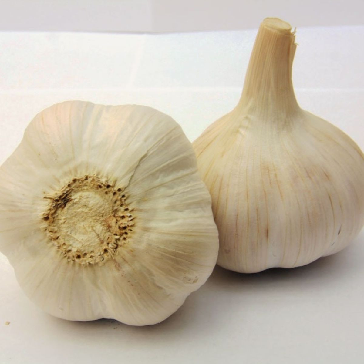 Sadbový česnek Havel - Allium sativum - paličák - 1 balení