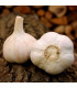 Sadbový česnek Havel - Allium sativum - paličák - 1 balení