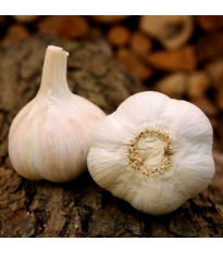 Sadbový česnek Havel - Allium sativum - paličák - 1 balení
