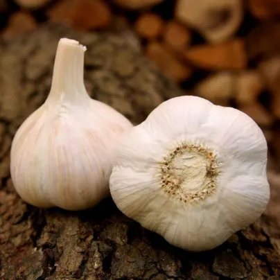 Sadbový česnek Havel - Allium sativum - paličák - 1 balení