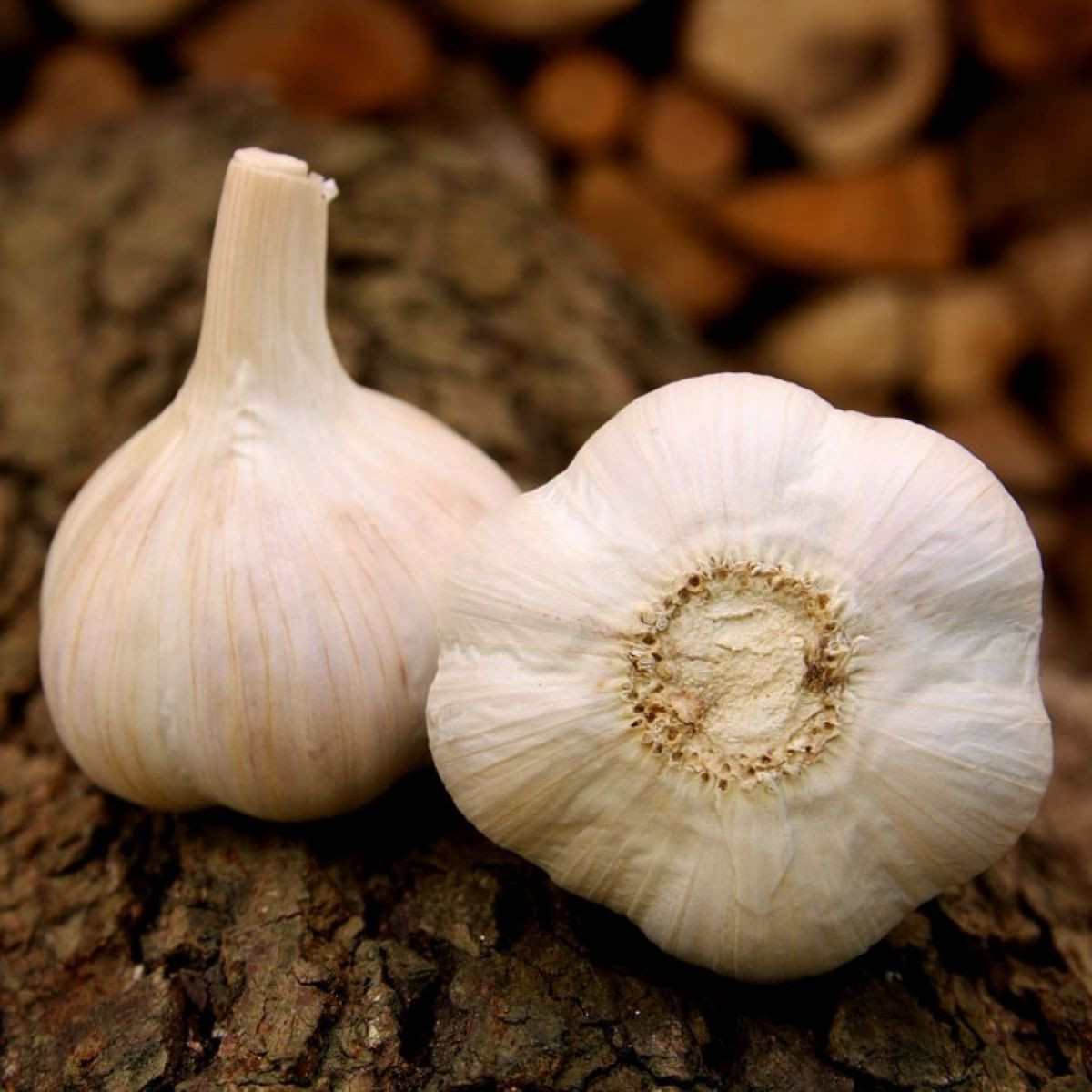 Sadbový česnek Havel - Allium sativum - paličák - 1 balení