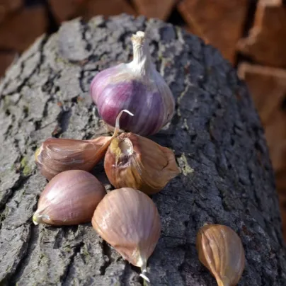 Sadbový česnek Janko - Allium sativum - paličák - 1 balení