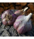Sadbový česnek Janko - Allium sativum - paličák - 1 balení