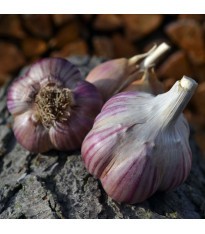Sadbový česnek Janko - Allium sativum - paličák - 1 balení