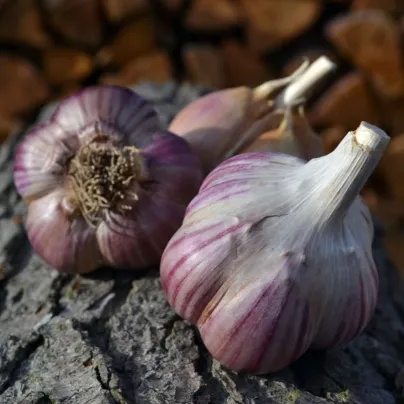 Sadbový česnek Janko - Allium sativum - paličák - 1 balení