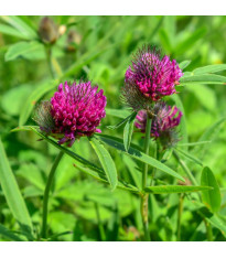Jetel alpínský - Trifolium alpestre - semena - 100 ks
