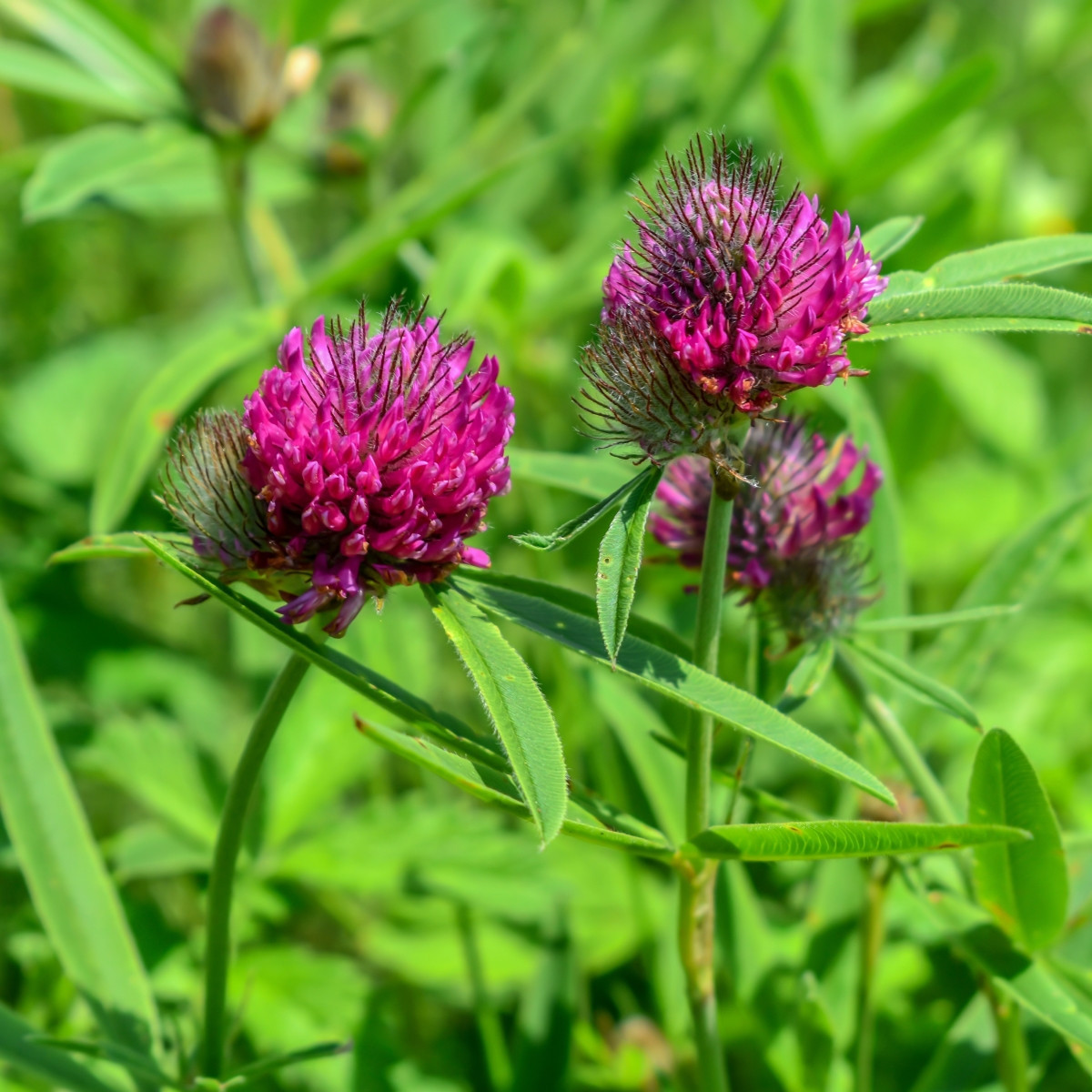 Jetel alpínský - Trifolium alpestre - semena - 100 ks