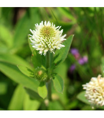 Jetel horský - Trifolium montanum - semena - 100 ks