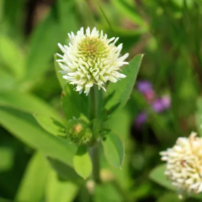 Jetel horský - Trifolium montanum - semena - 100 ks