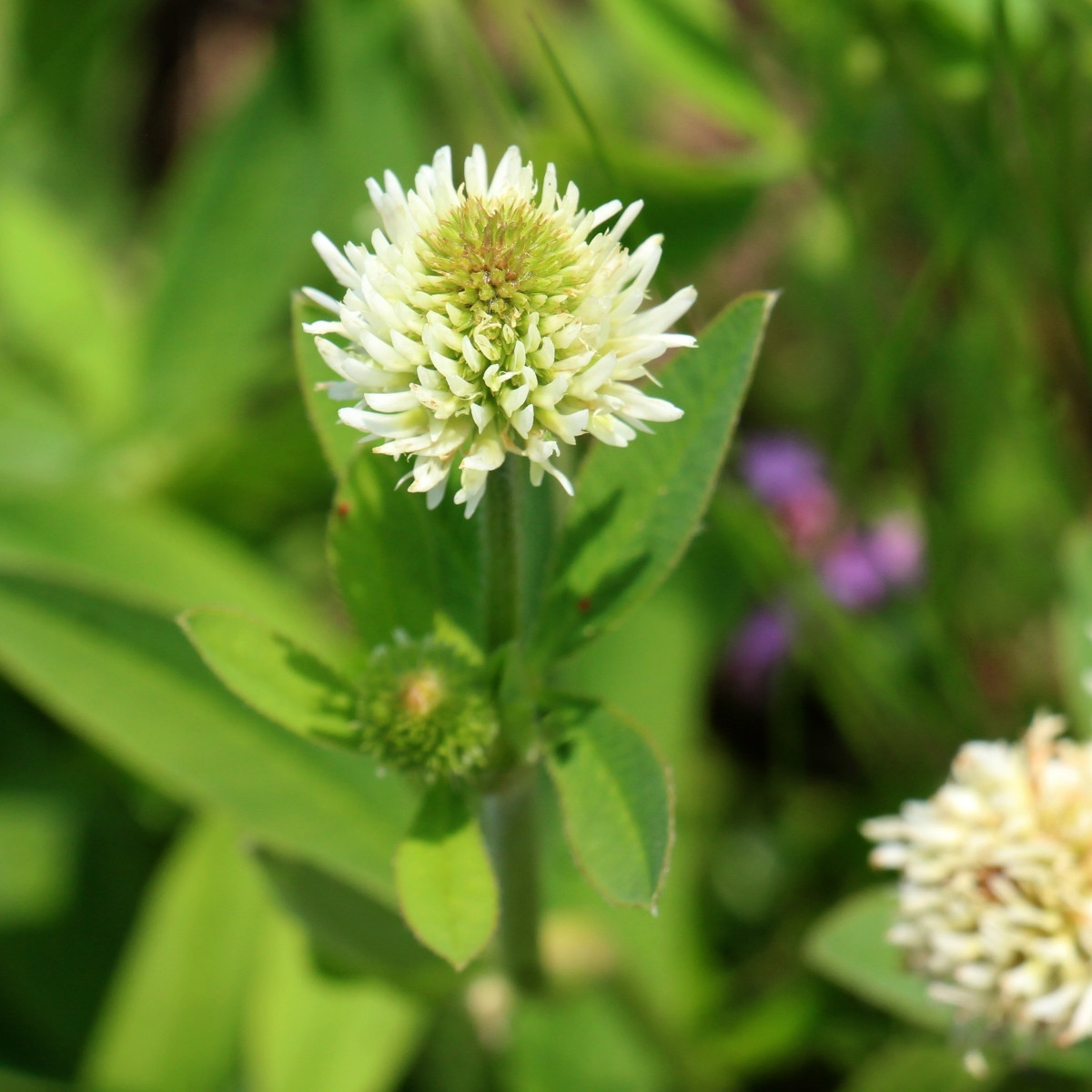 Jetel horský - Trifolium montanum - semena - 100 ks