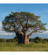 Baobab africký - Adansonia digitata - semena - 6 ks