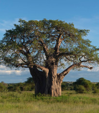 Baobab africký - Adansonia digitata - semena - 6 ks