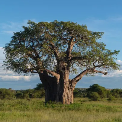 Baobab africký - Adansonia digitata - semena - 6 ks