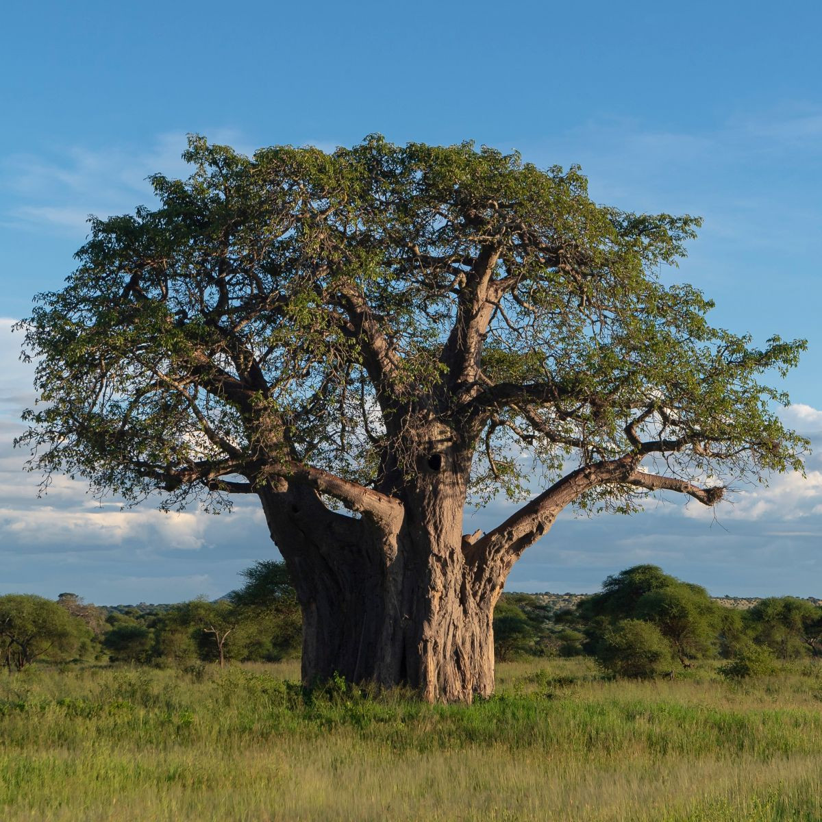 Baobab africký - Adansonia digitata - semena - 6 ks