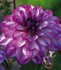 Jiřinka Seduction – Dahlia – hlízy jiřiny