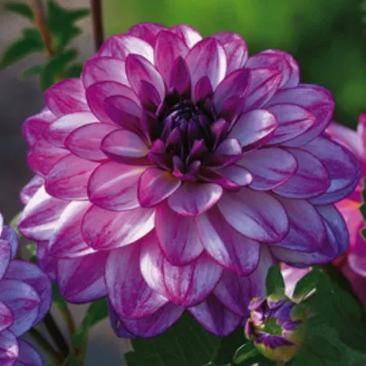 Jiřinka Seduction – Dahlia – hlízy jiřiny