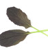 Mizuna Red Empire F1 - Brassica rapa var. japonica - semena - 400 ks
