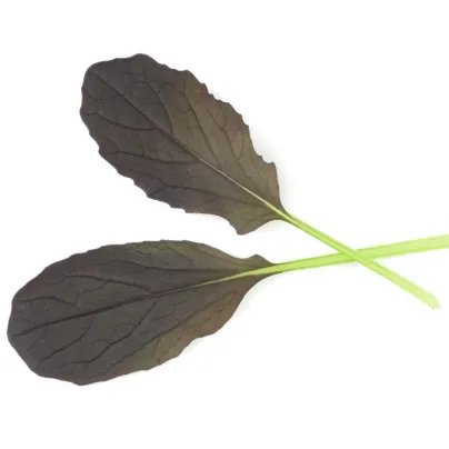 Mizuna Red Empire F1 - Brassica rapa var. japonica - semena - 400 ks