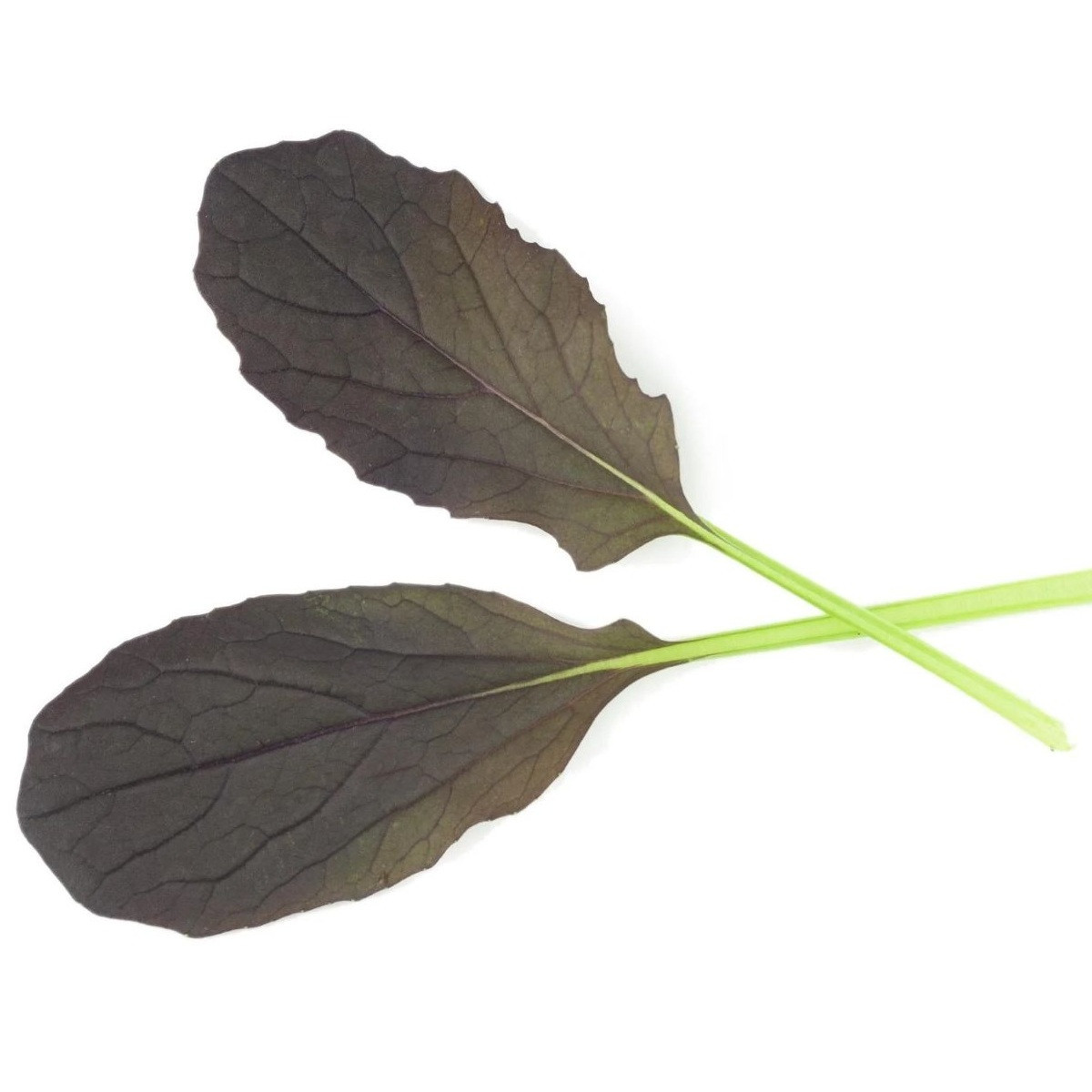Mizuna Red Empire F1 - Brassica rapa var. japonica - semena - 400 ks
