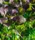 Mizuna Red Empire F1 - Brassica rapa var. japonica - semena - 400 ks
