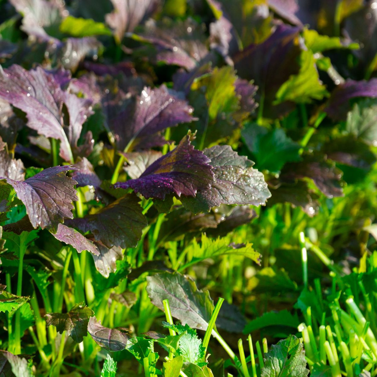 Mizuna Red Empire F1 - Brassica rapa var. japonica - semena - 400 ks