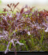 BIO Hořčice Moutarde Rouge Metis - Brassica juncea - bio semena - 100 ks