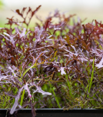 BIO Hořčice Moutarde Rouge Metis - Brassica juncea - bio semena - 100 ks
