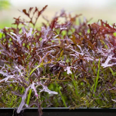 BIO Hořčice Moutarde Rouge Metis - Brassica juncea - bio semena - 100 ks