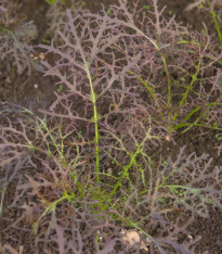 Hořčice červená Red Frills - Brassica juncea - semena - 300 ks