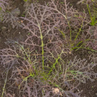 Hořčice červená Red Frills - Brassica juncea - semena - 300 ks