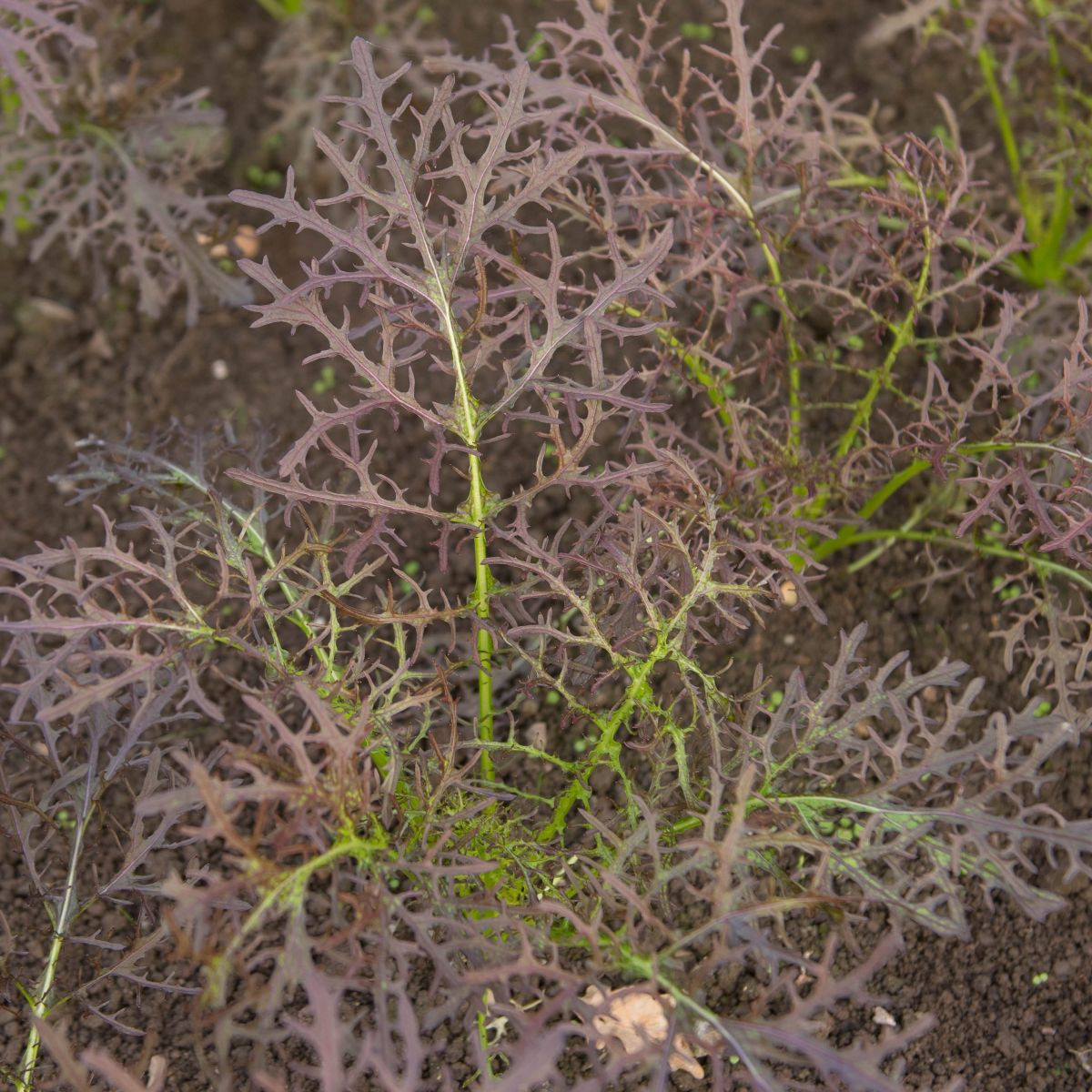 Hořčice červená Red Frills - Brassica juncea - semena - 300 ks