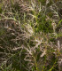 Hořčice červená Red Frills - Brassica juncea - semena - 300 ks