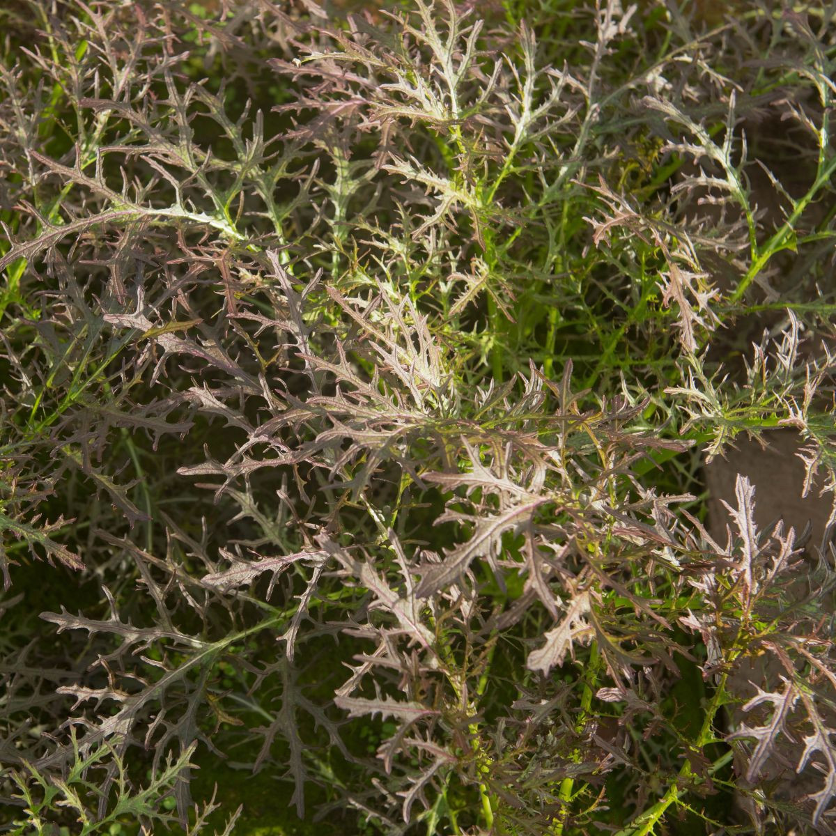 Hořčice červená Red Frills - Brassica juncea - semena - 300 ks