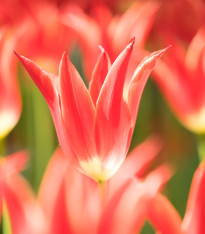 Tulipa Aladdin – liliovitý tulipán