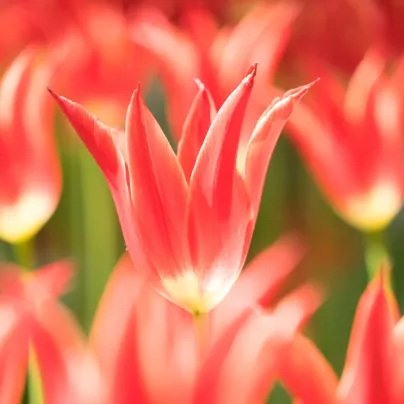 Tulipa Aladdin – liliovitý tulipán